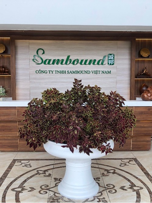 在越南的中國(guó)注塑廠：競(jìng)爭(zhēng)優(yōu)勢(shì)與市場(chǎng)機(jī)遇